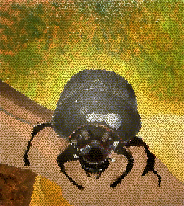 anoplotrupes stercorosus - Waldmistkaefer